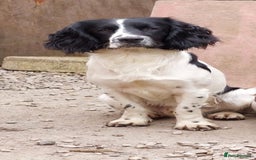 English Springer Spaniel dogs for sale: English Springer Spaniel (boy) - Image 3