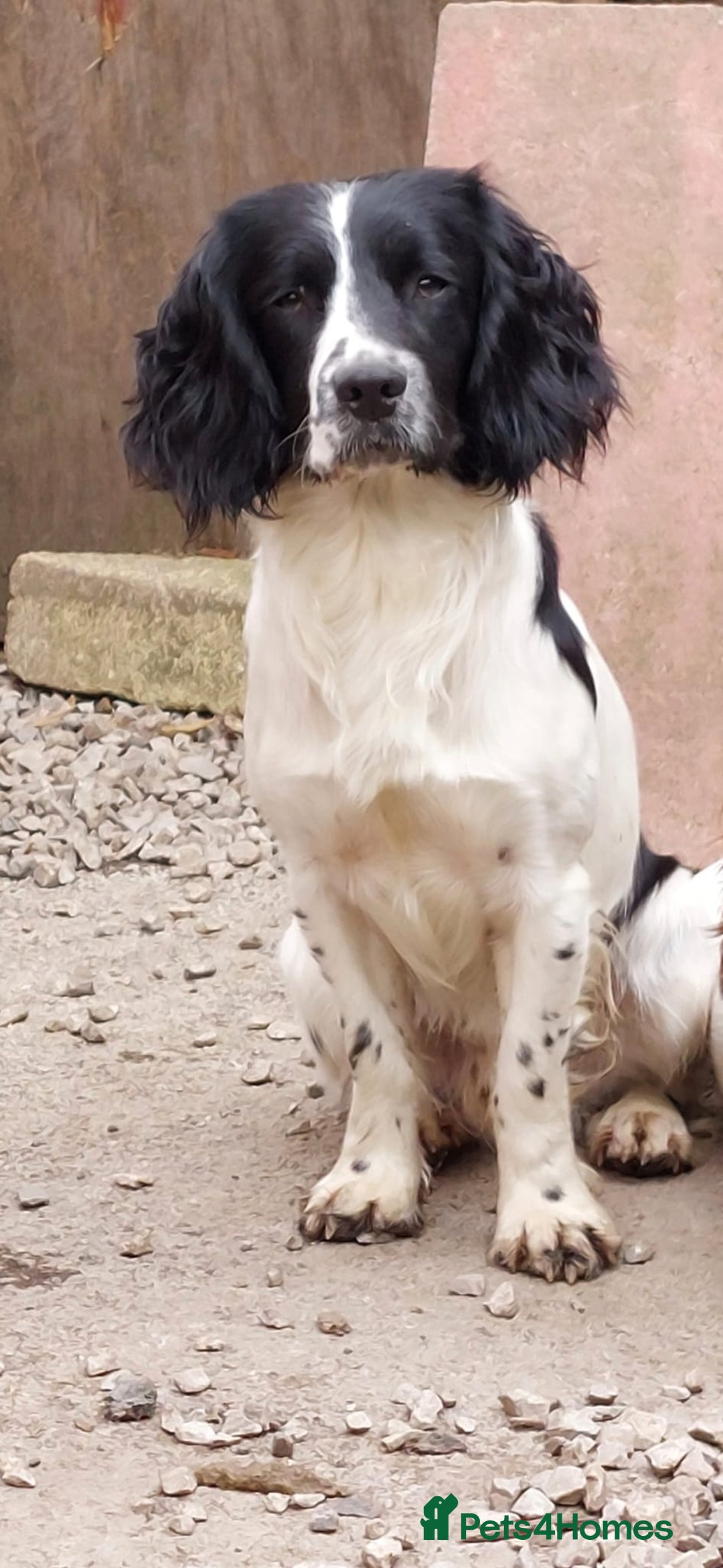 English Springer Spaniel dogs for sale: English Springer Spaniel (boy) - Image 3