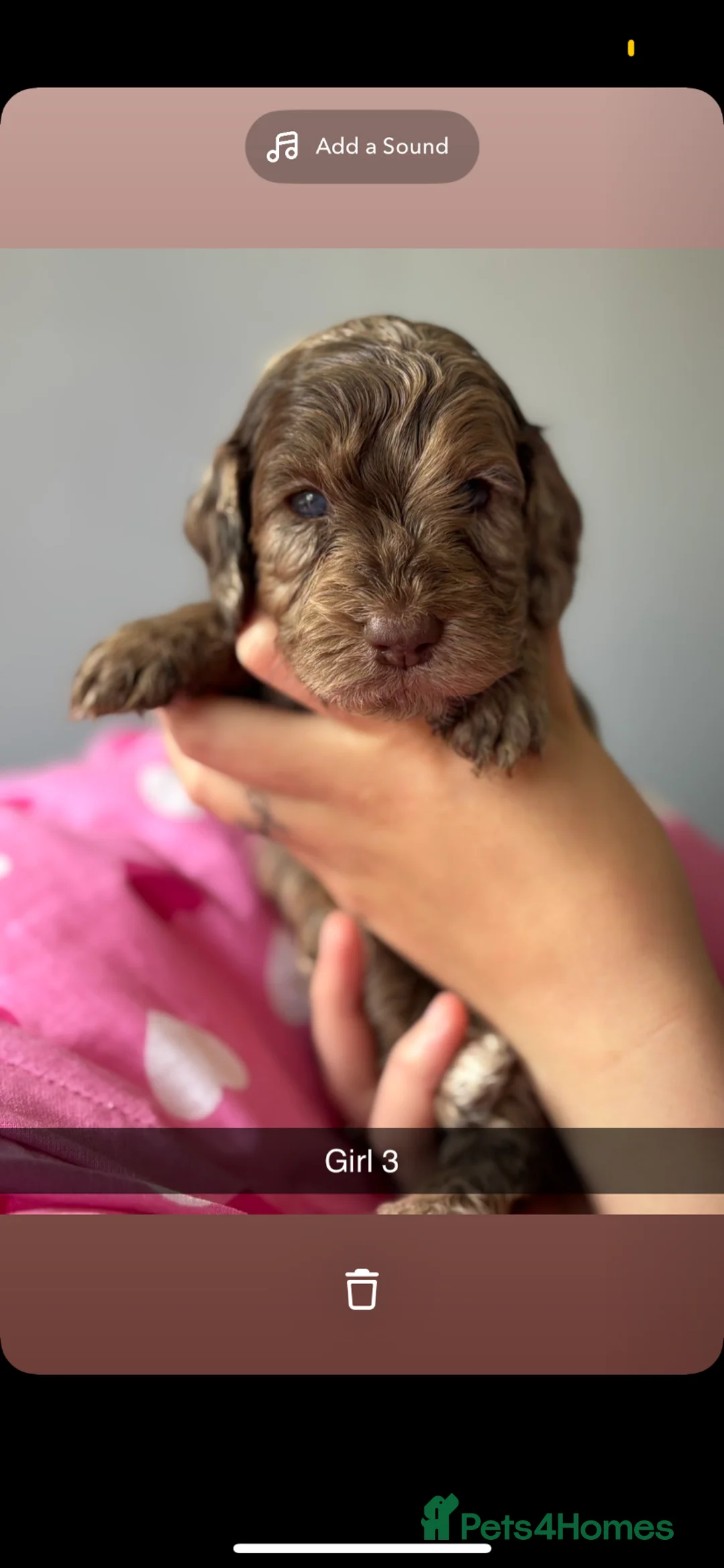 Cockapoo dogs for sale: Quality F1 pups in the west mids beautiful pups - Advert 14