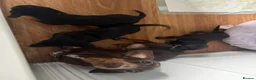 Miniature Dachshund dogs for sale: Black and Tan miniature dachshund pups for sale - Advert 2