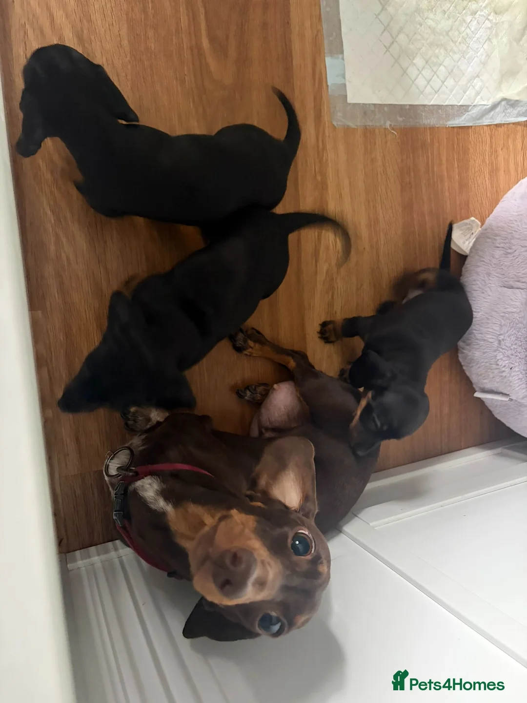 Miniature Dachshund dogs for sale: Black and Tan miniature dachshund pups for sale - Advert 2