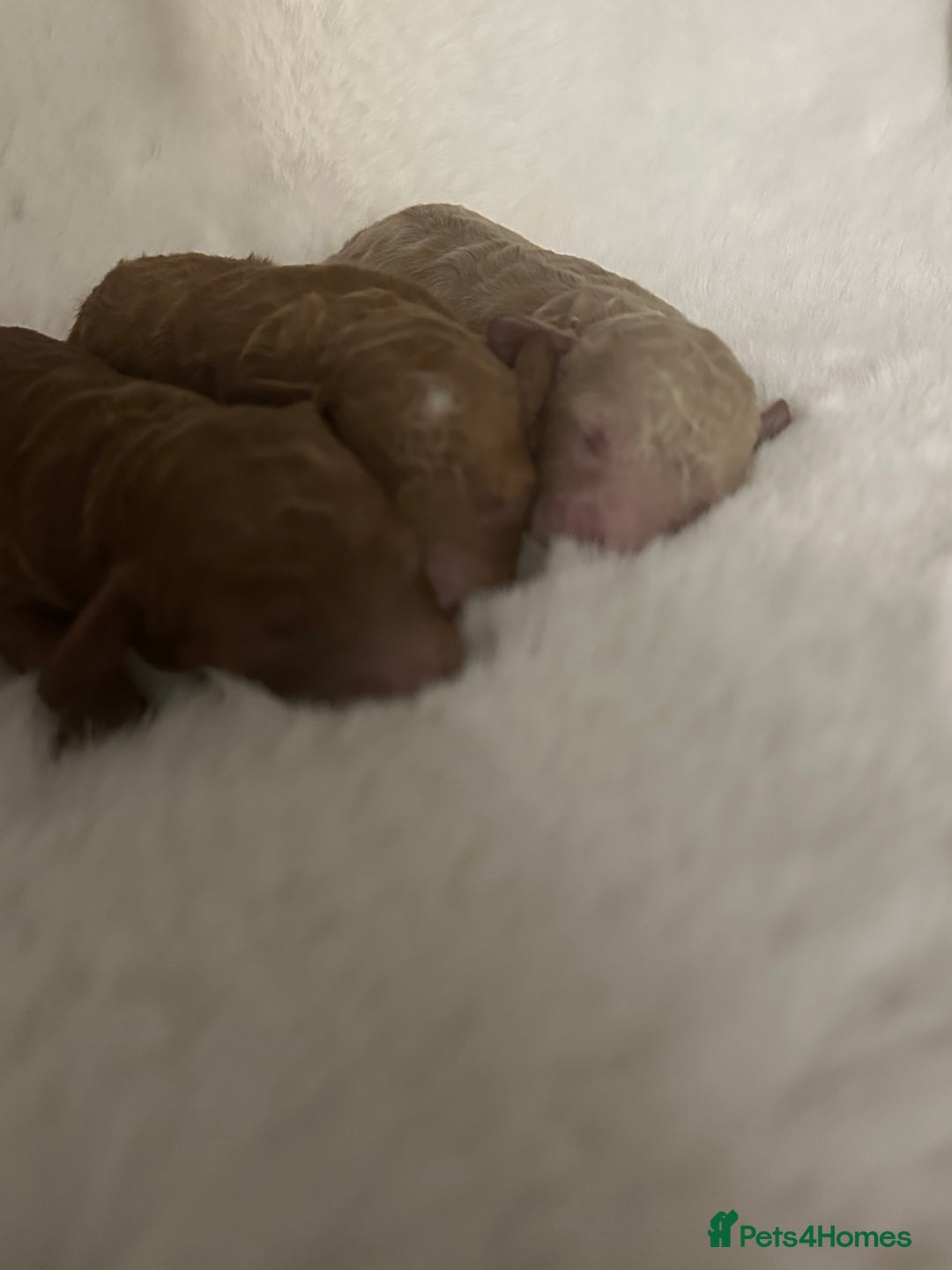 Cockapoo dogs for sale: Stunning litter of true miniature cockapoos ⭐️🐾🐾 - Advert 8