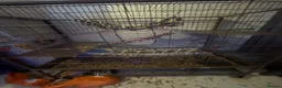 Rat rodents for sale: 2 Female Dumbo Fancy Rats w Cage and Accessories  - Advert 2