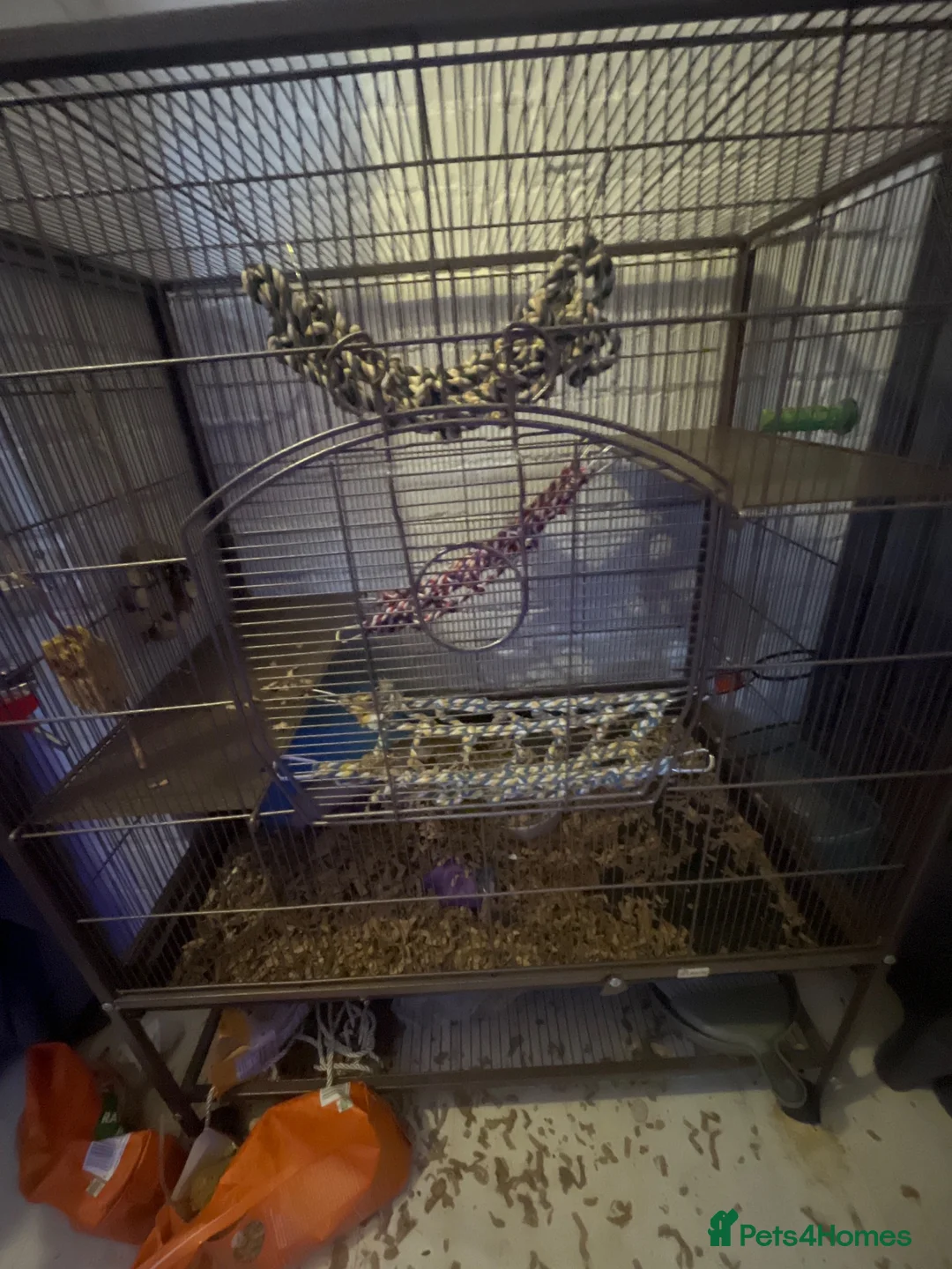 Rat rodents for sale: 2 Female Dumbo Fancy Rats w Cage and Accessories  - Advert 2