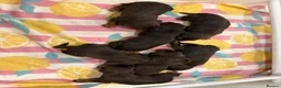 Cocker Spaniel dogs for sale: Kc Reg Brown/Tan And TriColour Working Cocker Pups - Advert 5
