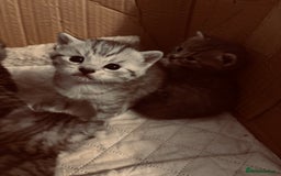 Brazilian Shorthair cats for sale: Silver tipped BSH - Image 2