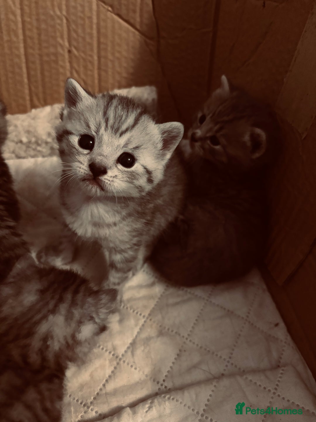 Brazilian Shorthair cats for sale: Silver tipped BSH - Image 2