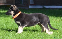 German Shepherd dogs for sale: ⚡RARE EAST EUROPEAN SHEPHERD PUPPIES AVAILABLE⚡ - Image 16