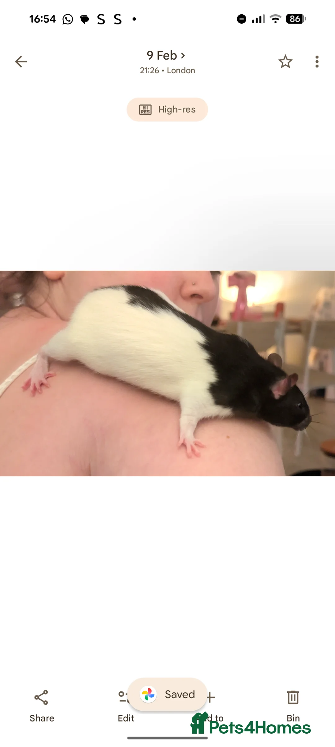 Rat rodents for sale: 2x all black and black and white male Rats in London - Advert 6