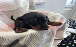 Dachshund dogs for sale: Dachshund puppies - Image 12