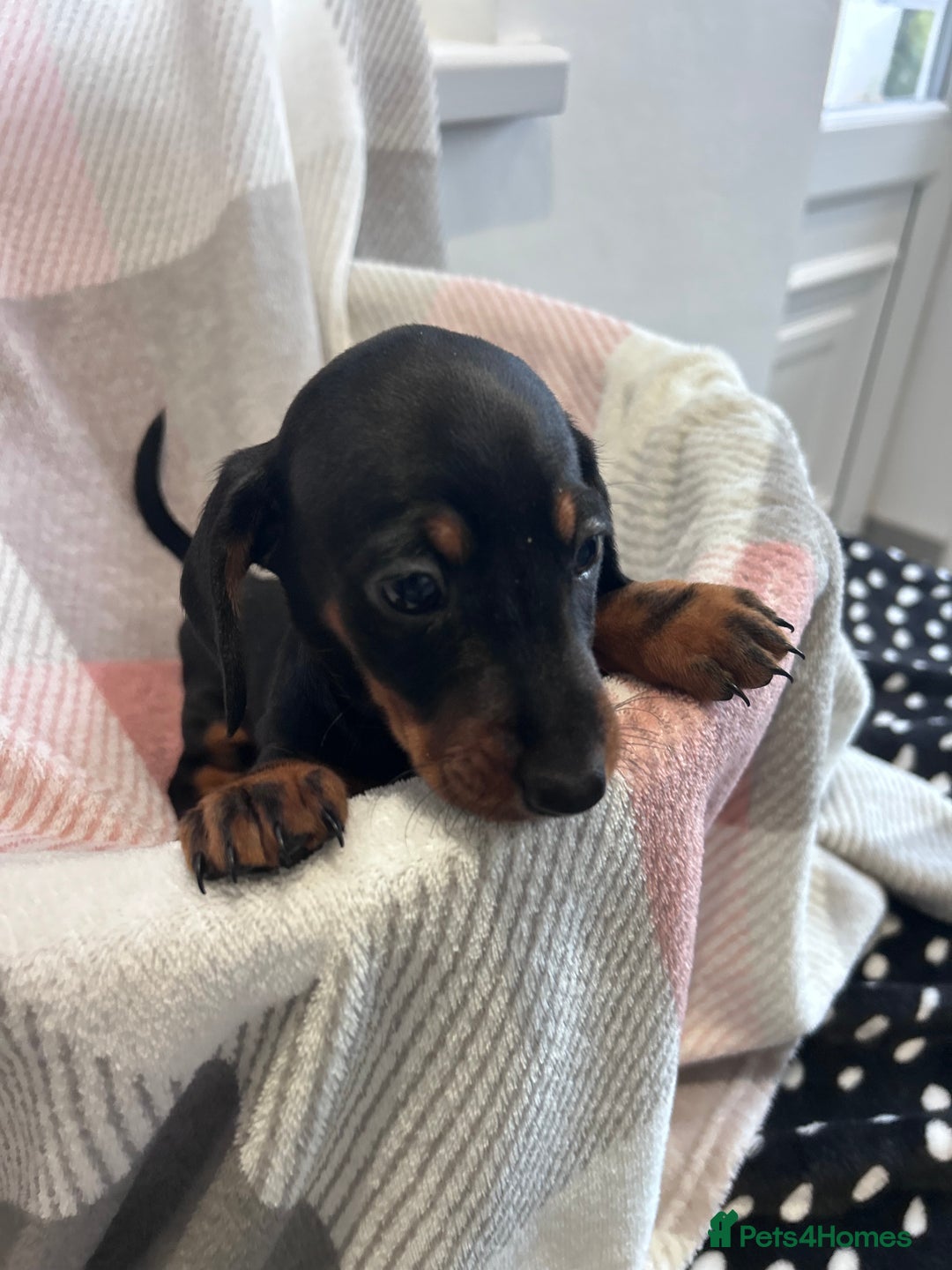Dachshund dogs for sale: Dachshund puppies - Image 12