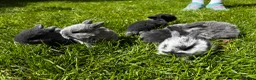 Mini Lop rabbits for sale: 2 Blue Baby Mini Lops - Advert 33
