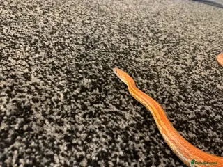 Corn Snake reptiles 10 month corn snake sunkist tetra morth - Advert 6