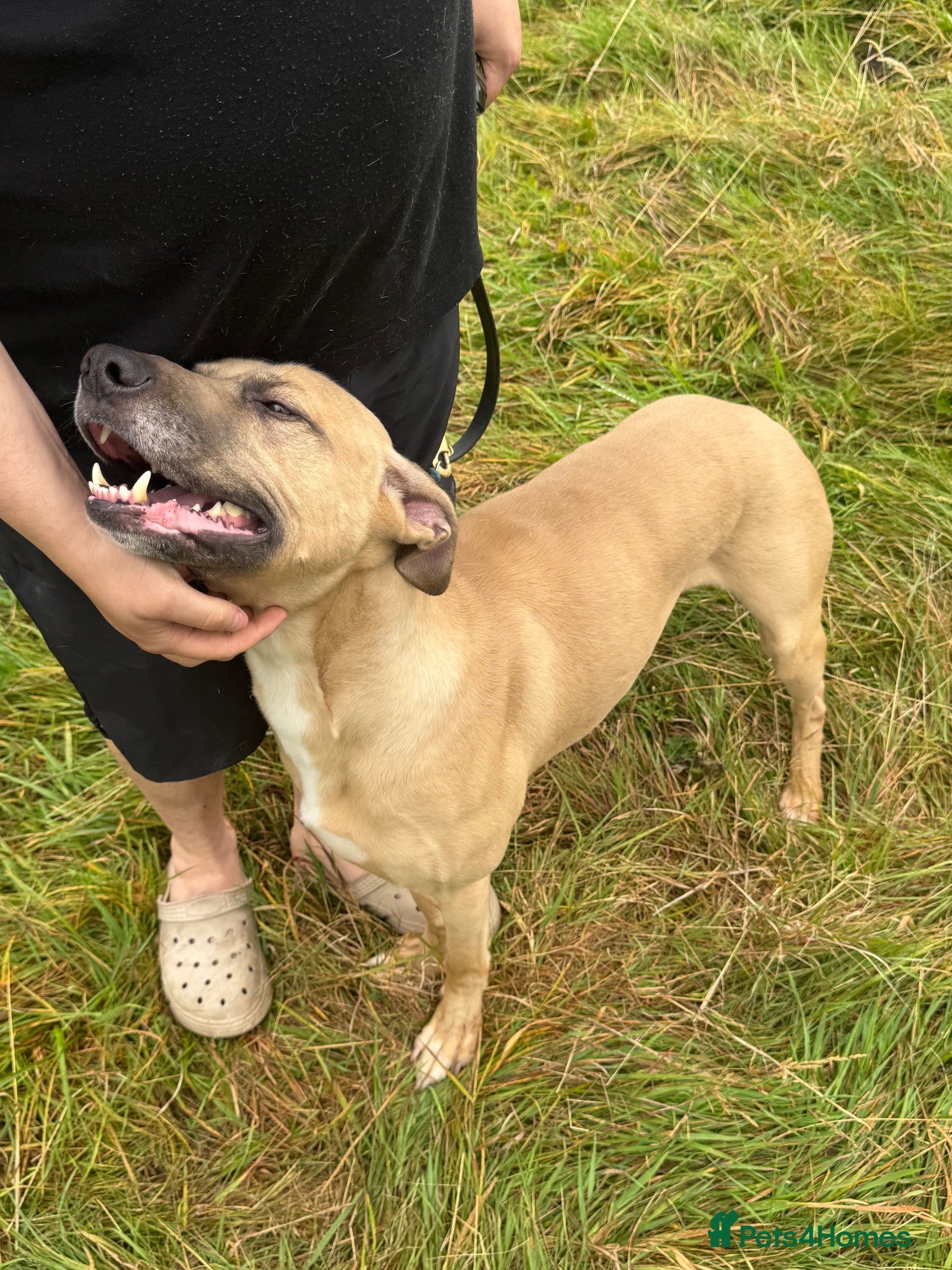 Mixed Breed dogs Whippet X Boxer 4 Years Old - Advert 2