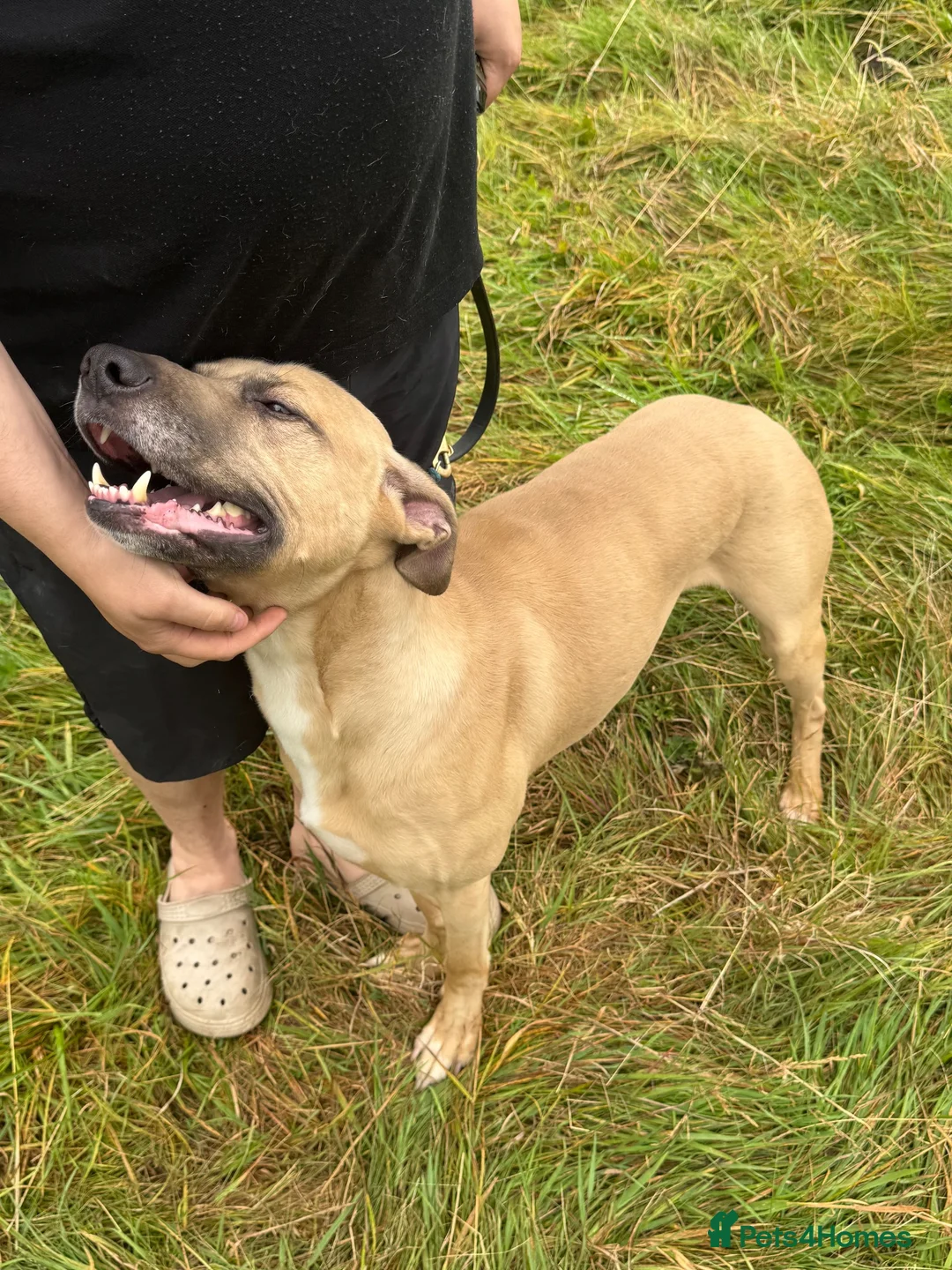 Mixed Breed dogs for sale: Whippet X Boxer 4 Years Old - Advert 1