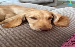 Sprocker dogs for sale: Sprocker spaniel 5 months old  - Image 10