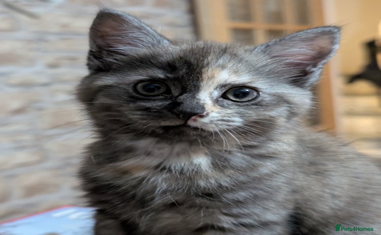 Maine Coon cats - Advert 1