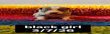 Black collar girl