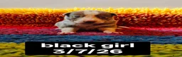 Border Collie dogs for sale: KC registered Border collie pups for sale - Advert 13