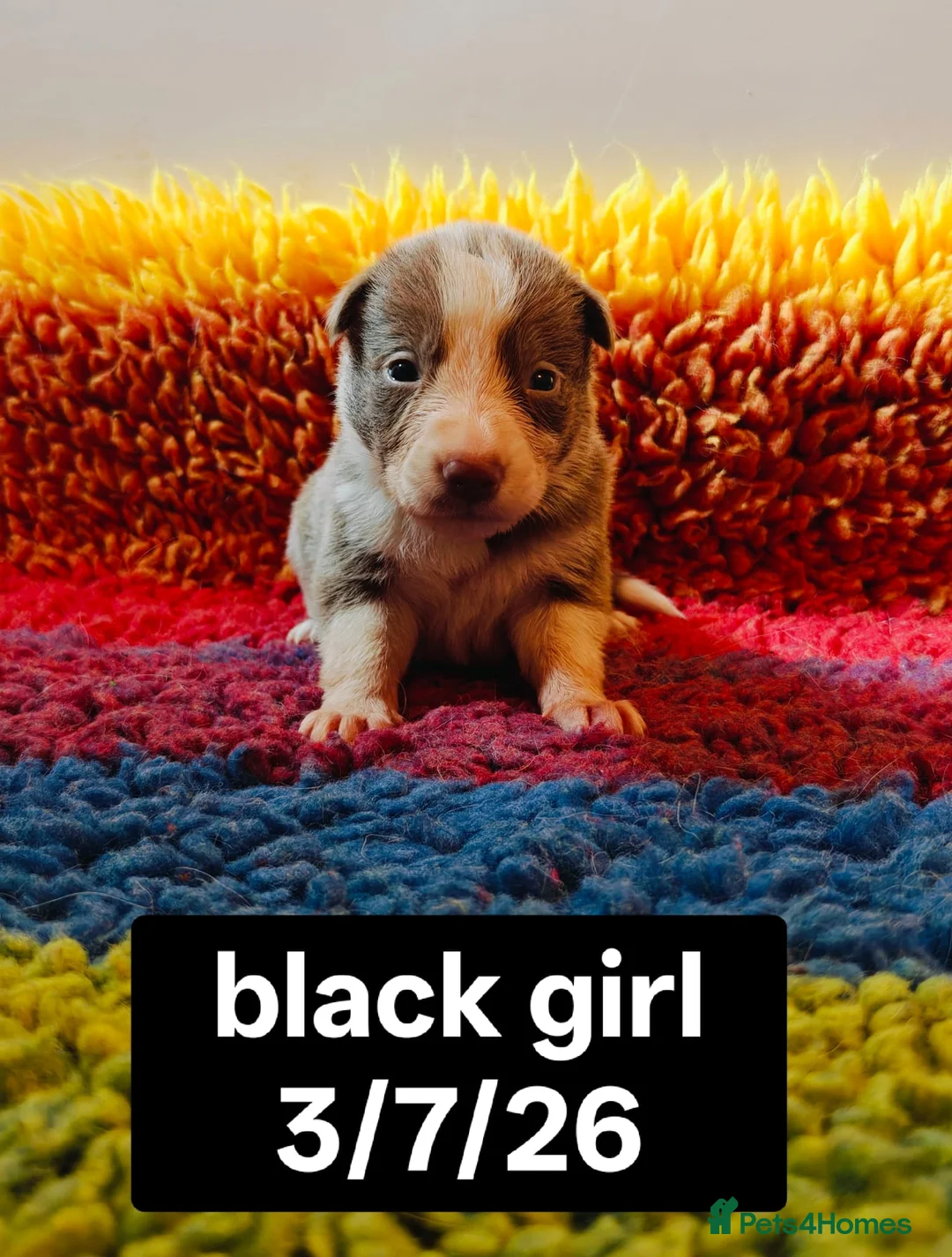 Border Collie dogs for sale: KC registered Border collie pups for sale - Advert 13