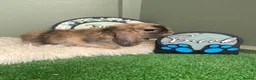 Mini Lop rabbits for sale: Mini Lop Babies - Ready for Homes 18.07.26 - Advert 2