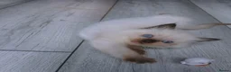 Ragdoll cats for sale: 5 Stunning Ragdoll dolls  - Advert 6