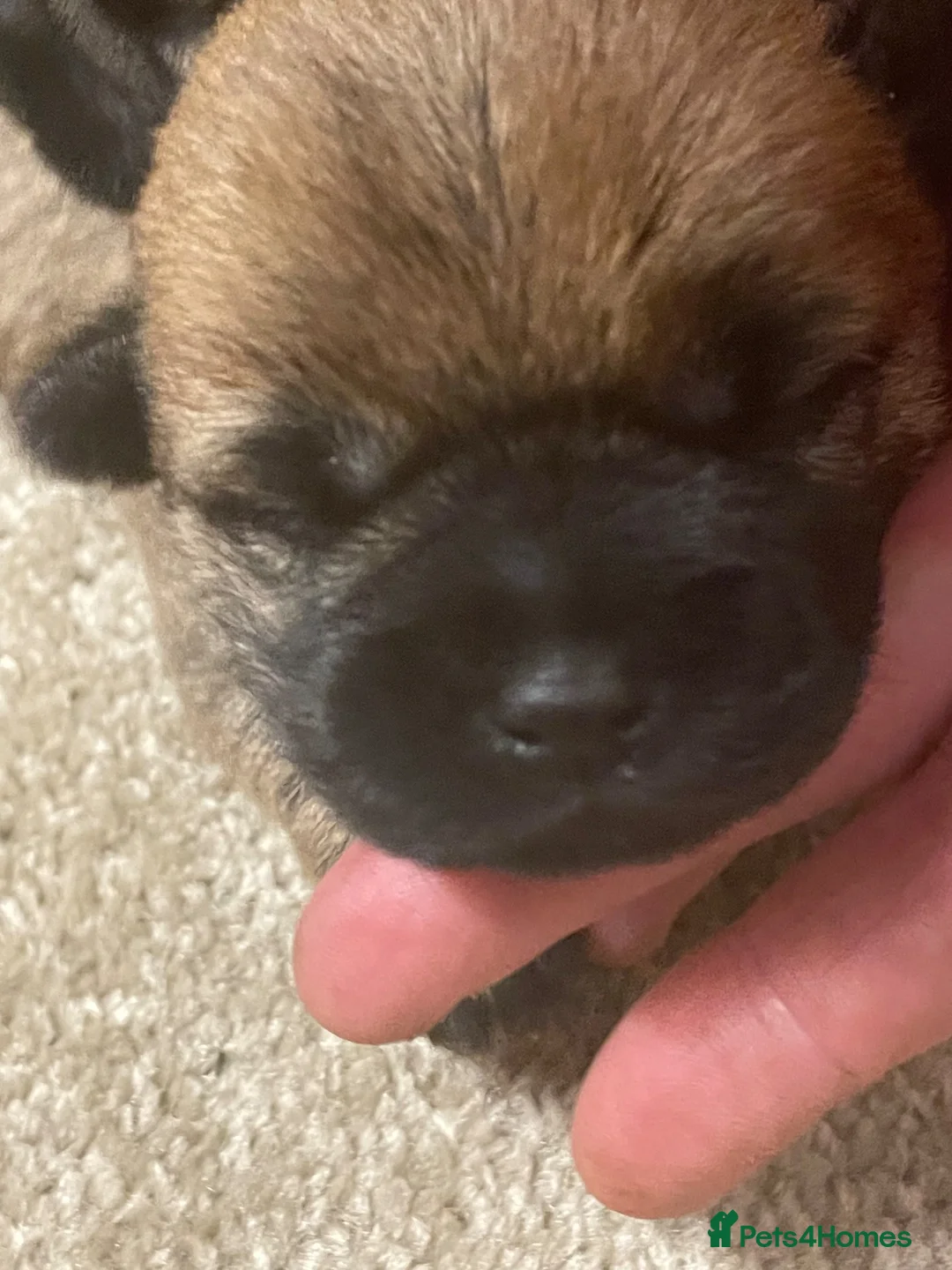 Cairn Terrier dogs for sale: KC reg Cairn Terrier pups  - Advert 2