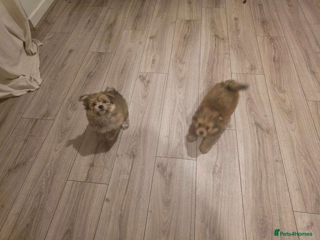 Mixed Breed dogs for sale: Taco and Sushi, super fluffy boys. - Advert 9