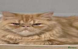 Persian cats for sale: Ginger Red Male Persian Kitten for Loving Home in London - Image 8