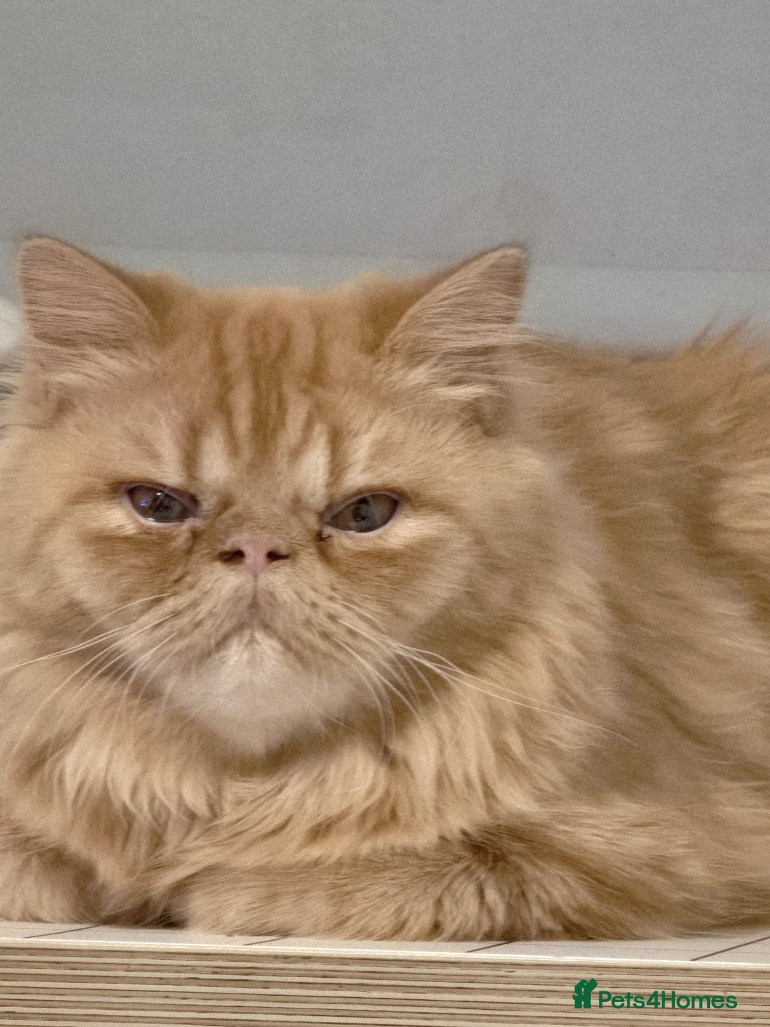 Persian cats for sale: Ginger Red Male Persian Kitten for Loving Home in London - Image 8