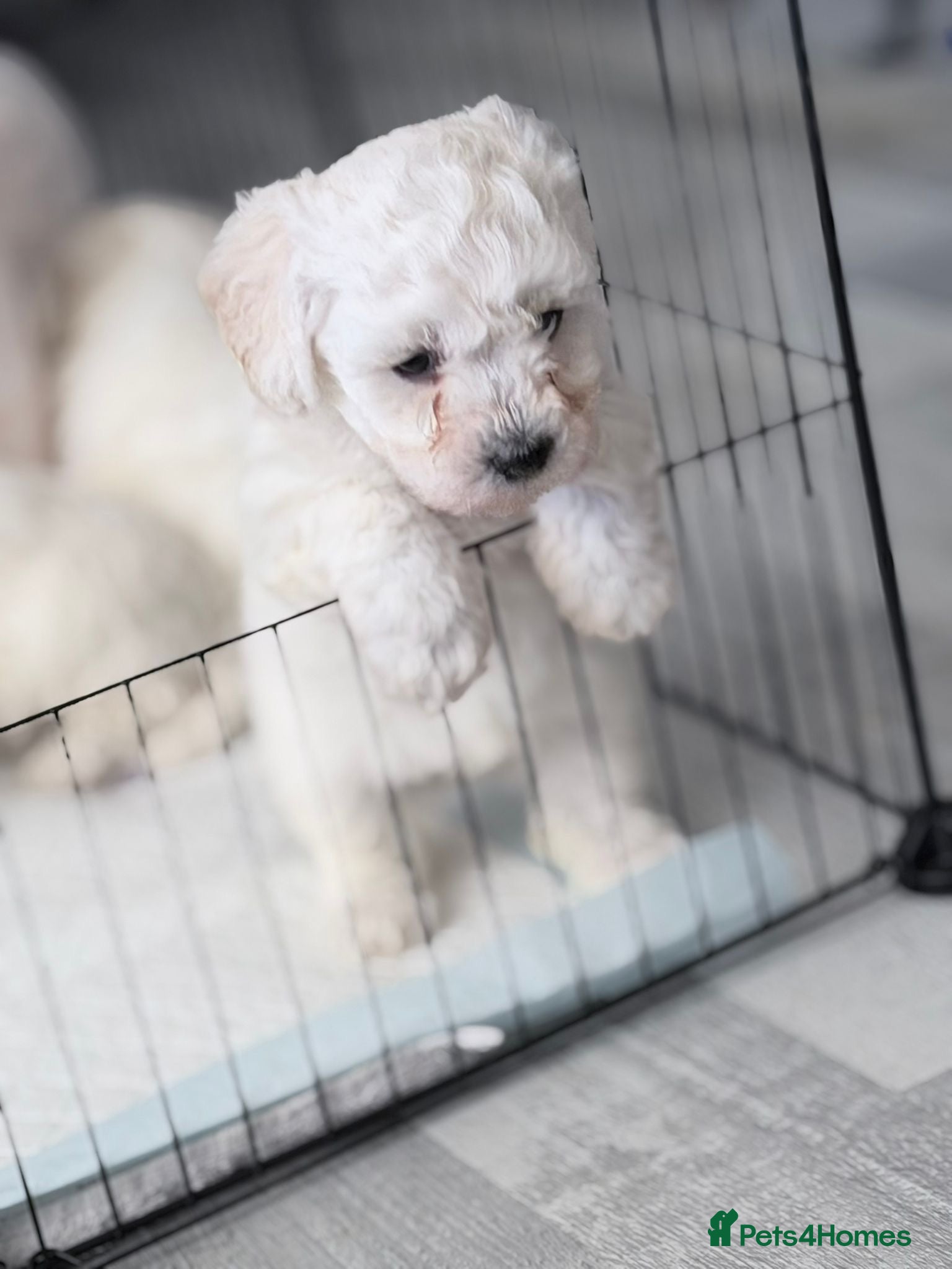 Bichon Frise dogs 1 Bichon puppy for sale - Advert 7