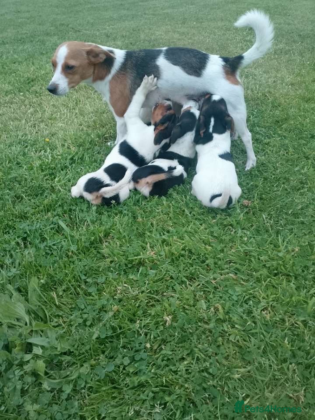 Jack Russell dogs for sale: Gorgeous true traditional Jack Russell pups - Image 6