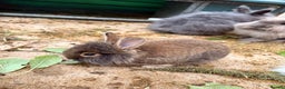 Lionhead rabbits for sale: Rabbits for sale  - Advert 6