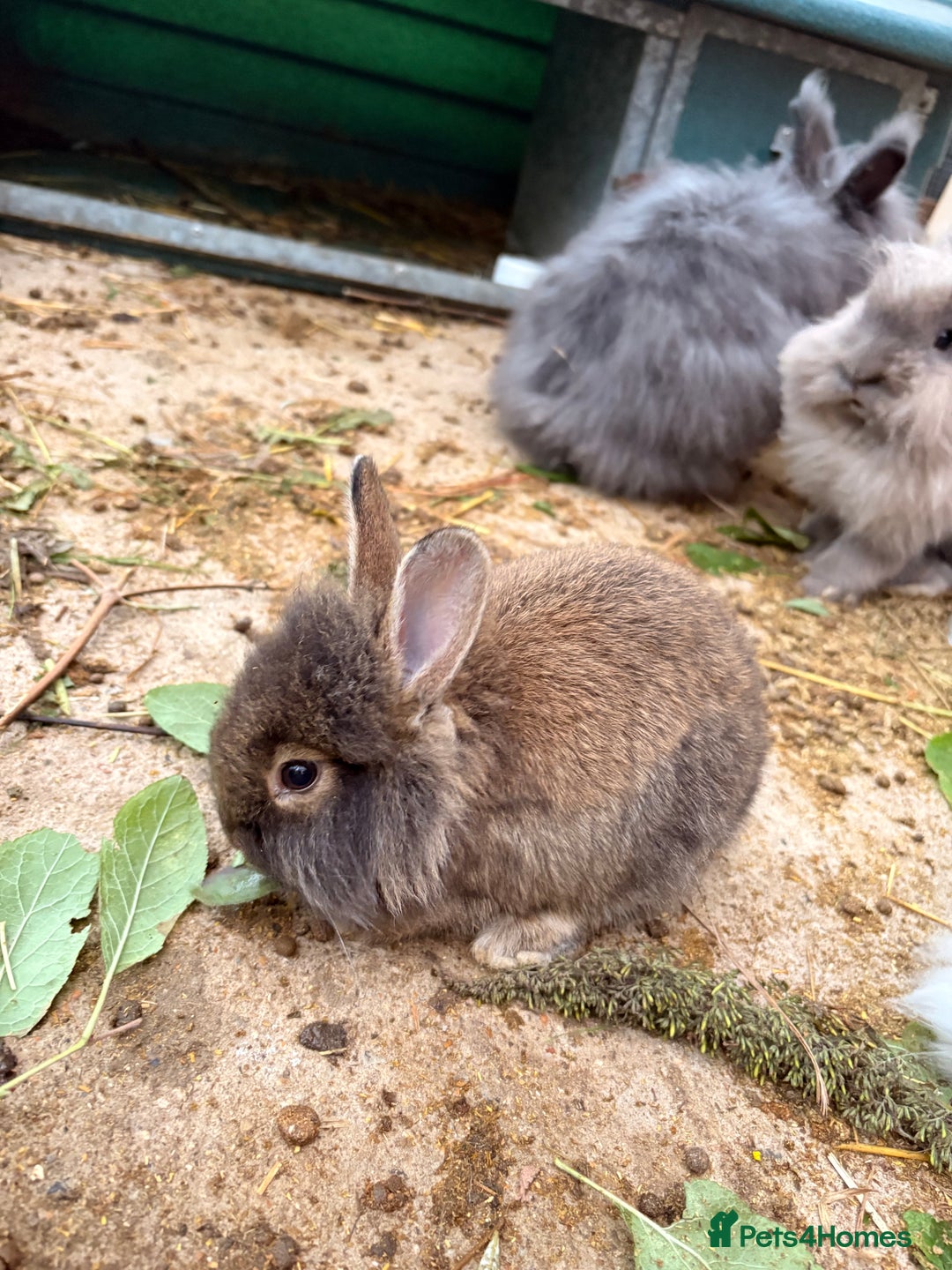 Lionhead rabbits for sale: Rabbits for sale  - Image 6