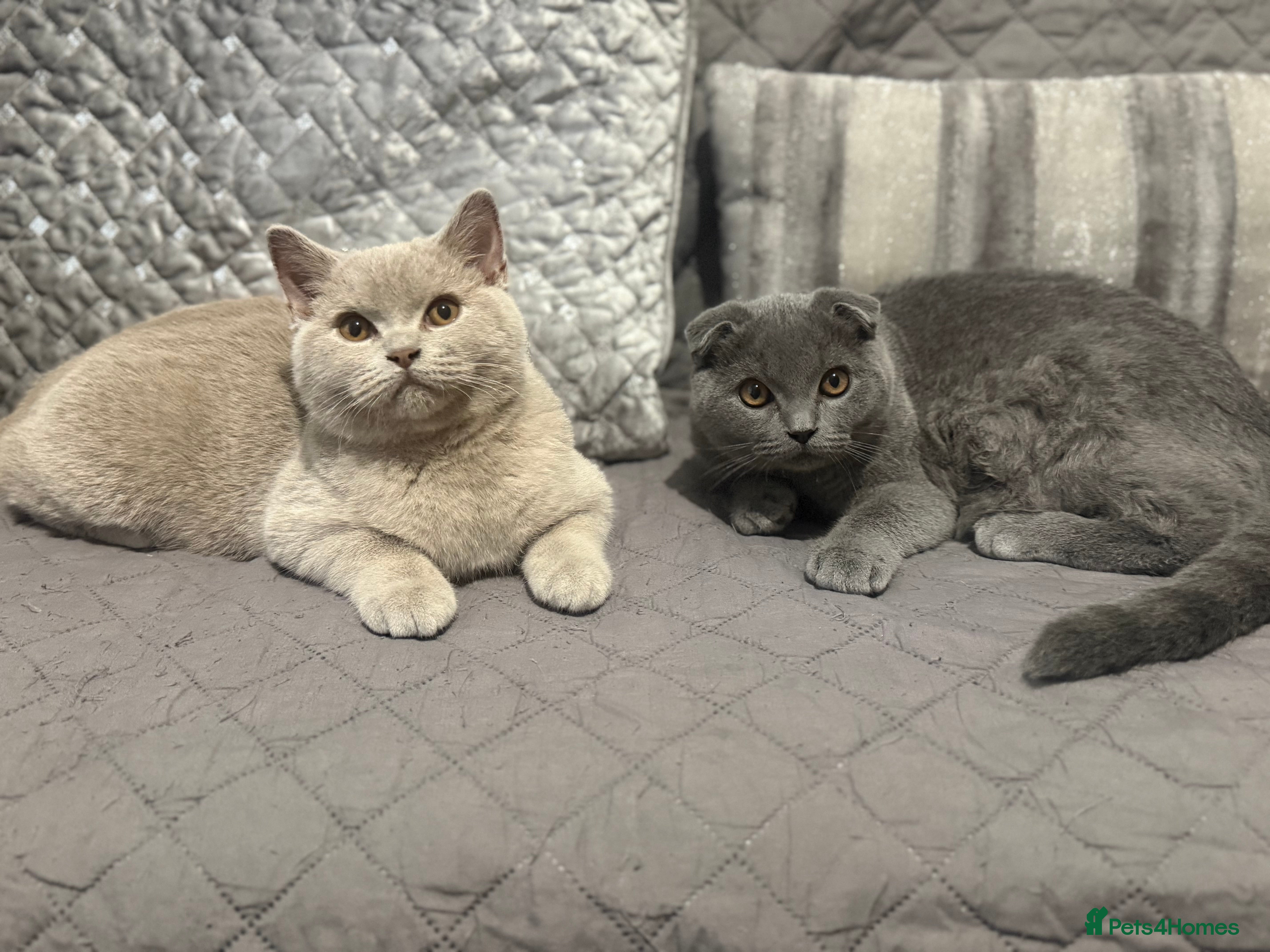 Scottish Fold cats Stunning Male lilac BSH & Grey Scottish Fold x BSH - Advert 10