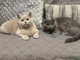 Scottish Fold cats for sale: Stunning Male lilac BSH & Grey Scottish Fold x BSH - Advert 1