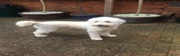 Labradoodle dogs for sale: Stunning Apricot & Cream Labradoodle Puppies  - Advert 9