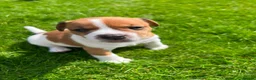 Jack Russell dogs for sale: Jack russell puppies  - Advert 2