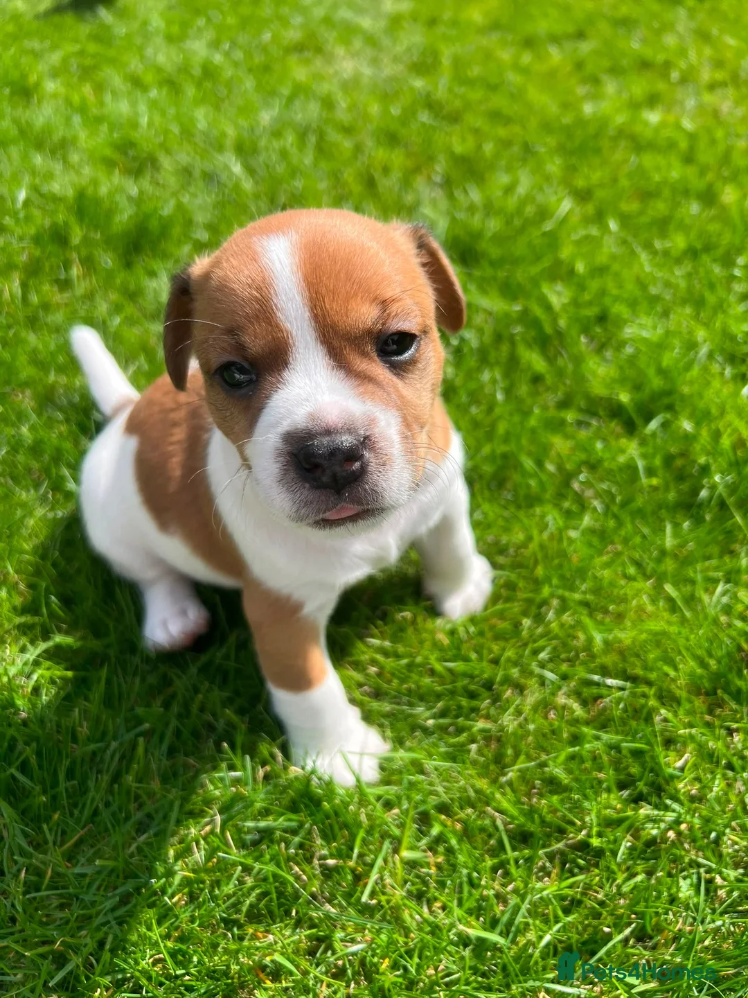 Jack Russell dogs for sale: Jack russell puppies  - Advert 2