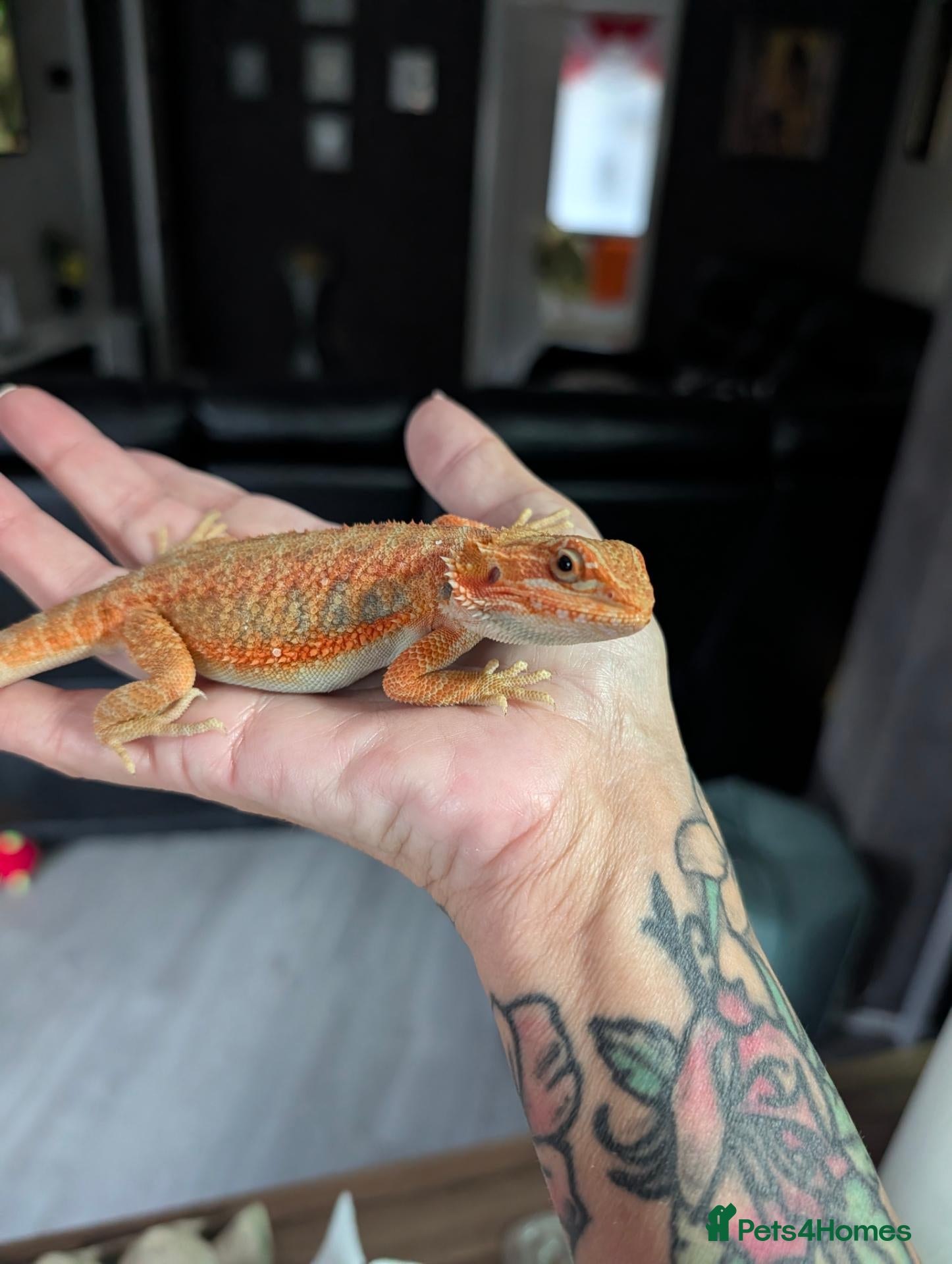 Bearded Dragon reptiles  Reduced Baby bearded dragons  - Advert 15