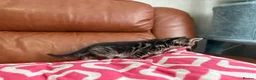 Mixed Breed cats for sale: Mixed Bengal and tabby cats  - Advert 20