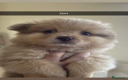 Pomeranian dogs for sale: Pomeranian puppy’s  - Image 8