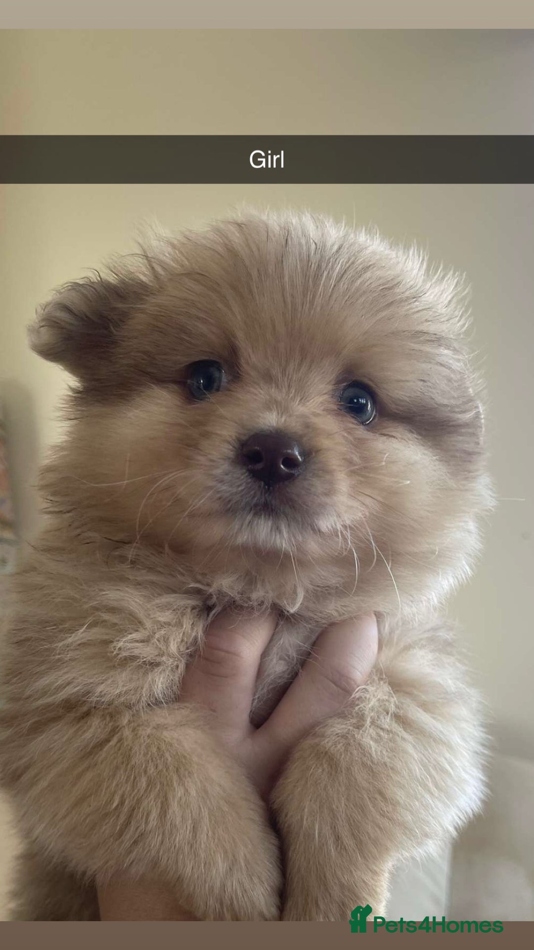 Pomeranian dogs for sale: Pomeranian puppy’s  - Image 8