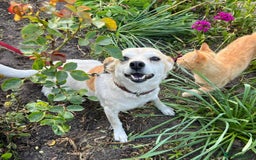 Mixed Breed dogs for adoption: 💖🐶 JULIET 🐶💖 - Image 8
