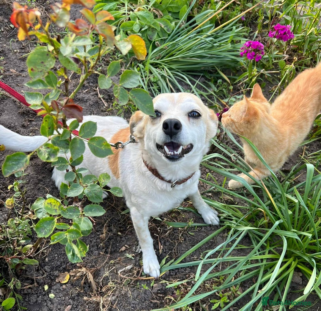 Mixed Breed dogs for adoption: 💖🐶 JULIET 🐶💖 - Image 8