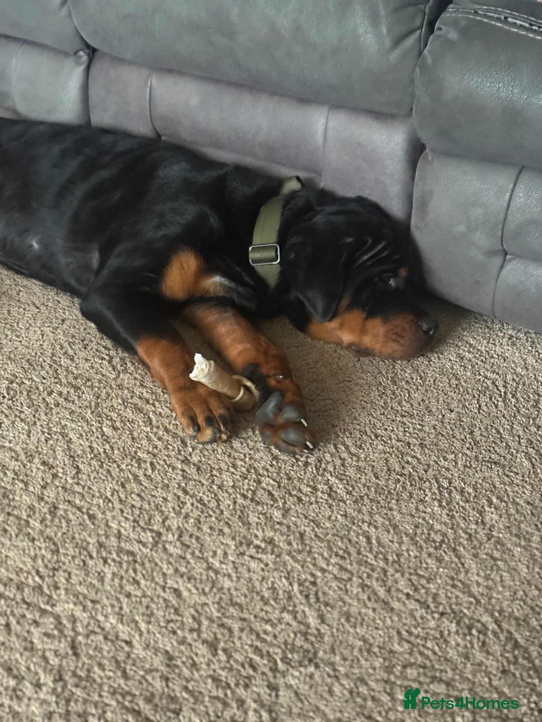 Rottweiler dogs for sale: 9 Month Old Male German Rottweiler - Advert 2