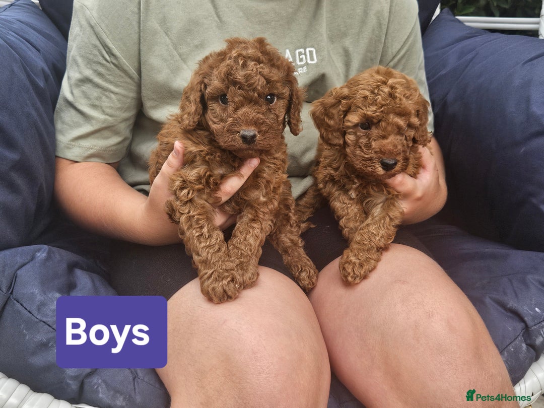 Cockapoo dogs for sale: Miniature cockapoo  - Image 9
