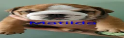 English Bulldog dogs for sale: KC registered  English Bulldog Puppies. - Advert 8