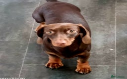 Miniature Dachshund dogs for sale: Beautiful Miniature Smooth Girl Mabel - Image 2