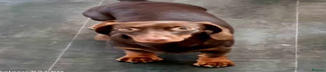 Miniature Dachshund Puppy 1